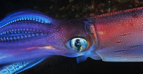 squid fish|Squid Facts and Information.